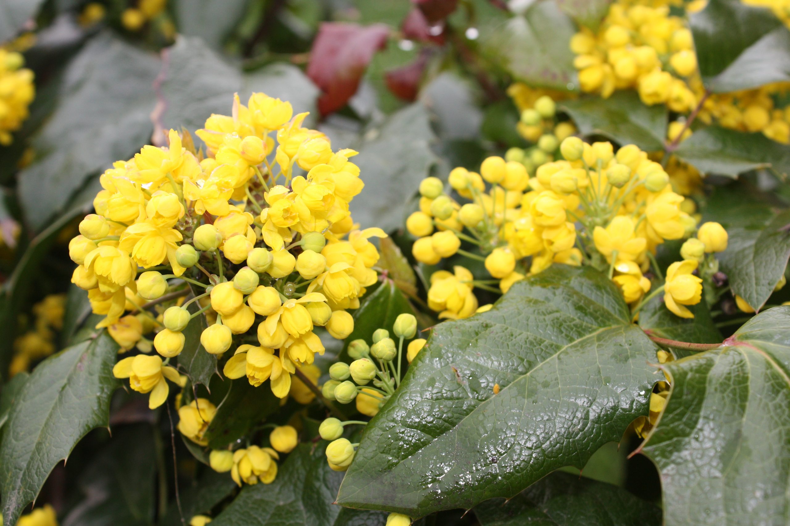 Tipp Nr. 04 Die Mahonie