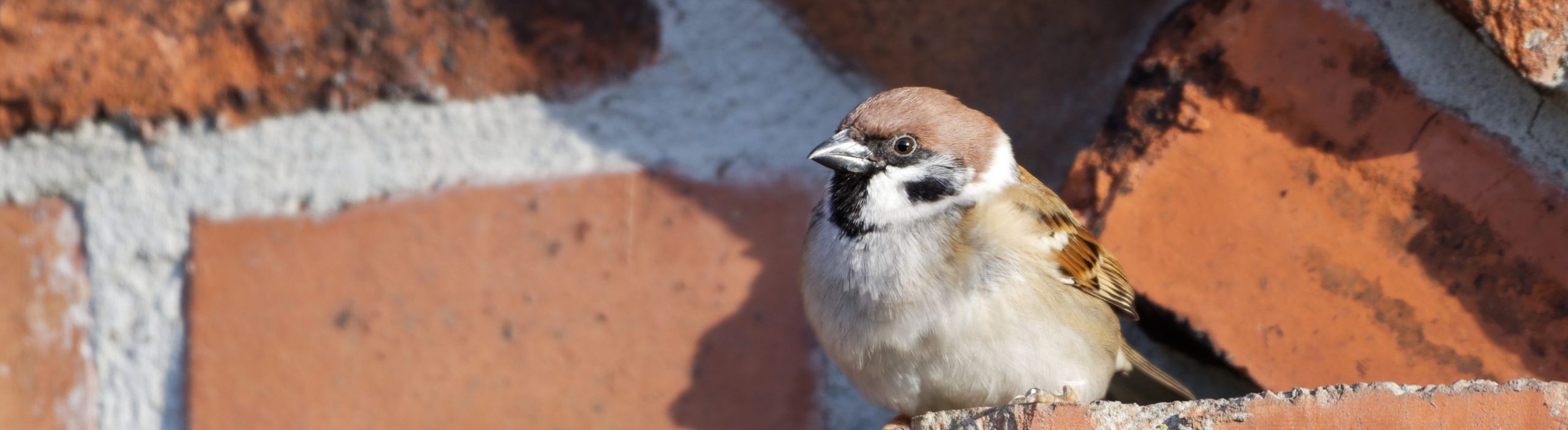 Tipp Nr. 2. Sandbad für Vögel